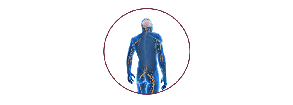 STIWELL® | functional electrical stimulation (FES) for neural lesions STIWELL® | functional electrical stimulation (FES) for neural lesions